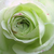 Blanche - Rosiers floribunda - Lovely Green